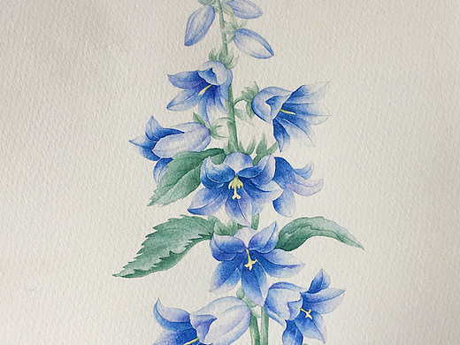 水彩花卉