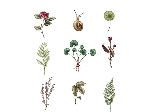 植物-青山老农修护面膜包装插画