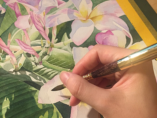 水彩鸡蛋花