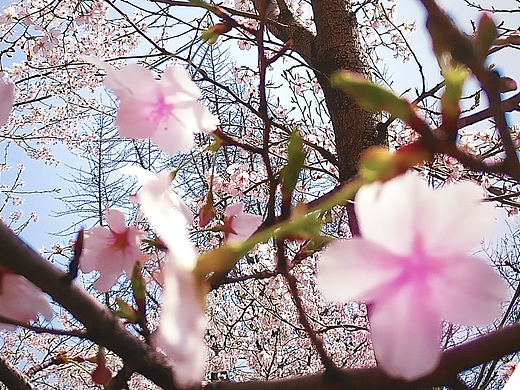 樱花摄影画册