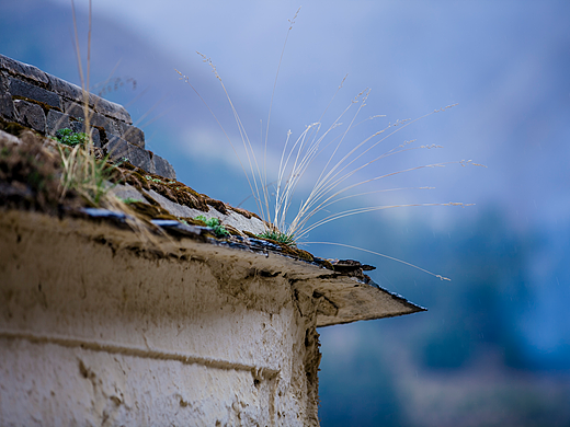 寺庙墙头的生命（个人主页-ZMjIxNzY2MzY=） - 风光摄影 - 站酷设计师木鱼说原创素材 - 站酷ZCOOL