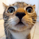 mouse_Lee的头像