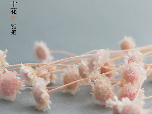 小邹菊干花