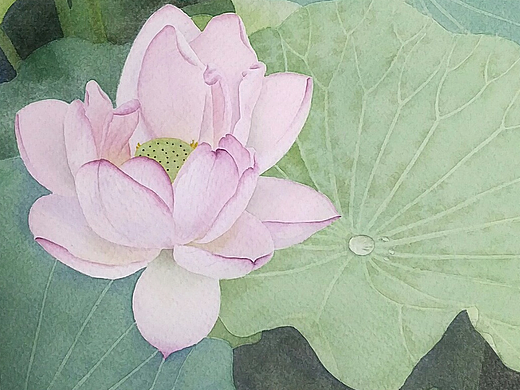 水彩荷花