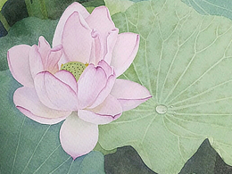 荷·莲·水芙蓉