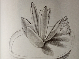 多肉植物兔耳朵手绘