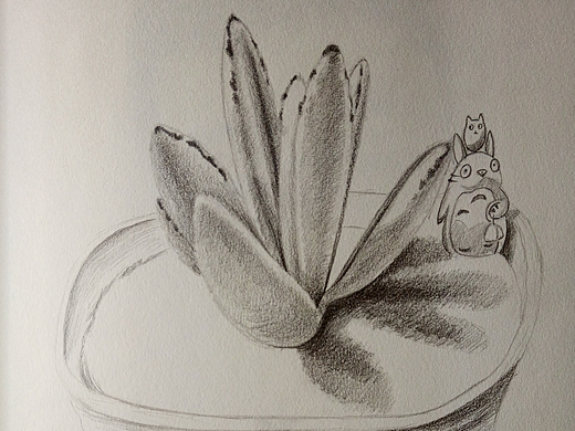 多肉植物兔耳朵手绘