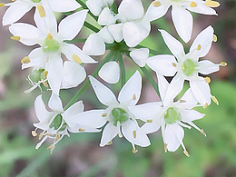 花de美