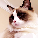一个养猫的画匠的头像