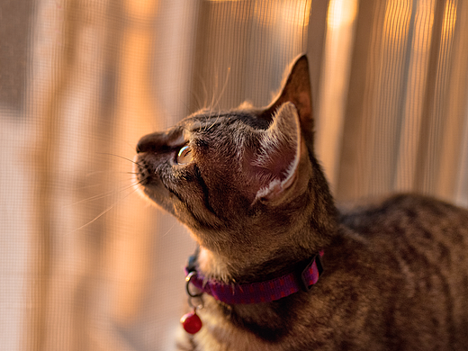 家猫