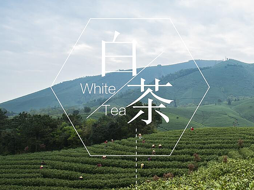 白茶杂志内页设计