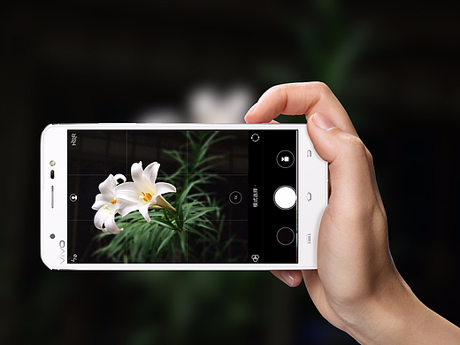 手机花卉摄影