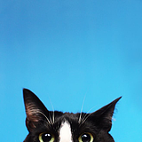一只好奇的猫的头像