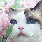 瑶翎LING的头像
