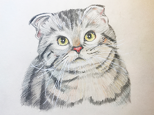 彩铅手绘胖喵（个人主页-ZMjMwMDQ0MTI=） - 新锐潮流插画 - 站酷设计师田海粒粒原创素材 - 站酷ZCOOL