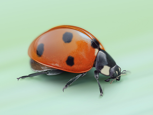 甲虫