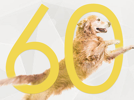 狗粮banner 练习（个人主页-ZMjI1OTYyNDQ=） - 海报 - 站酷设计师MATAKI赵京晶原创素材 - 站酷ZCOOL