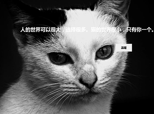 流浪貓救助網站（個人主頁-ZMjgwOTM0NTI=） - 門戶網站 - 站酷設計師草履蟲Judy原創(chuàng)素材 - 站酷ZCOOL