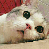 席苗的头像