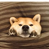御子柴的头像