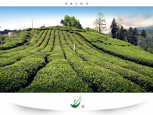 摄影－非物质文化遗产－恩施玉露茶（2016）