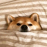 南极有南的头像