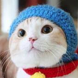 CCA蓝猫猫的头像