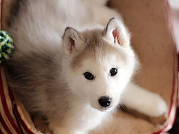 个人网页作品集