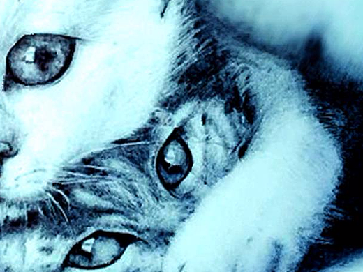 圆珠笔手绘—《猫》（个人主页-ZMjM0MjQ1NTI=） - 绘画 - 站酷设计师Ptioy_bx原创素材 - 站酷ZCOOL