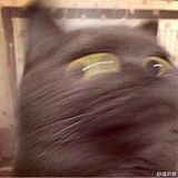我会放电啪啪啪的头像
