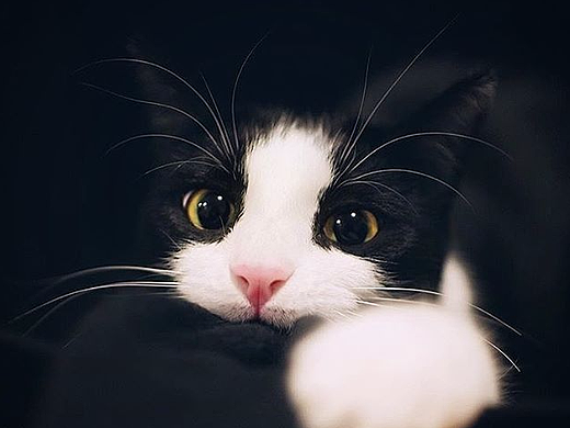 有思想貓（個人主頁-ZMjE4MjU2ODA=） - 企業(yè)官網(wǎng) - 站酷設(shè)計師馬小敏原創(chuàng)素材 - 站酷ZCOOL