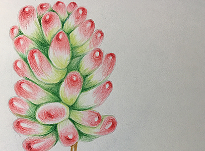 手绘多肉 2 彩绘过程