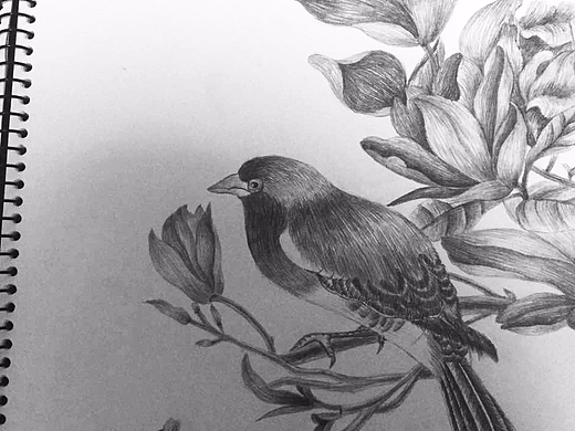 花鸟素描插画-创作习作5年前素描荷花插画-创作习作5年前夏凉节网页