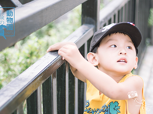 动物园的奇妙冒险