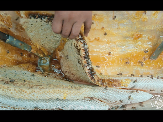 老农严选 精准扶贫 高原野蜂蜜--品牌视频宣传片