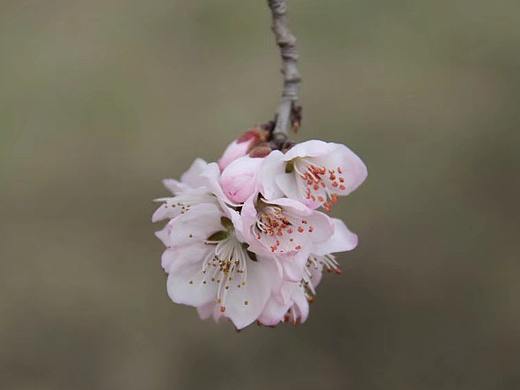 桃花記（個(gè)人主頁-ZMjMzNDcwODg=） - 產(chǎn)品攝影 - 站酷設(shè)計(jì)師15104712062CVB原創(chuàng)素材 - 站酷ZCOOL