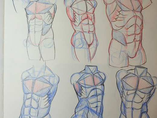 人体结构练习
