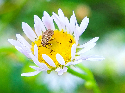花间的乐趣（个人主页-ZMjMzMjQ4ODg=） - 风光摄影 - 站酷设计师汤尼陈原创素材 - 站酷ZCOOL