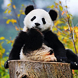 PandaCYL的头像
