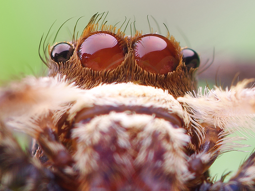 萌萌的大【眼睛】