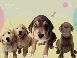 狗狗们～！哈哈！！