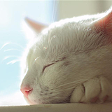 嗮太阳的猫的头像