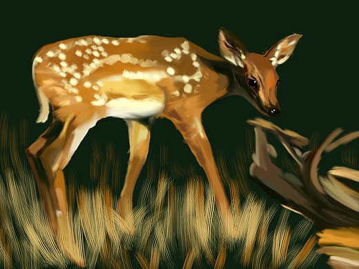 deer