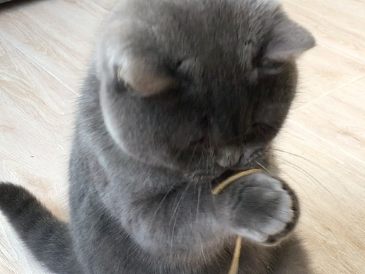 小鬼（个人主页-ZMjI1Mzc1NzI=） - 宠物摄影 - 站酷设计师海边的村长原创素材 - 站酷ZCOOL