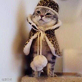 伯爵猫O的头像