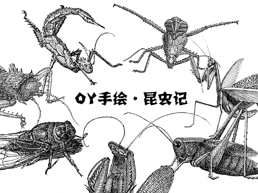 OY手绘：昆虫速写