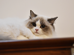 布偶猫-chloe