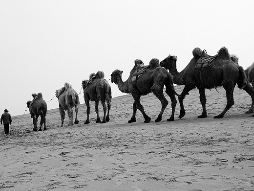 《西行银川 》# layy的时光机 #