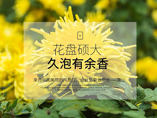 菊花茶详情页 金丝皇菊