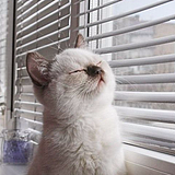 讨只软猫儿的头像